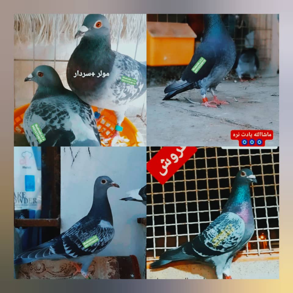 خرید و فروش کبوتران مسافتی از نژادهای اصلی و شناسنامه دار در چابهار