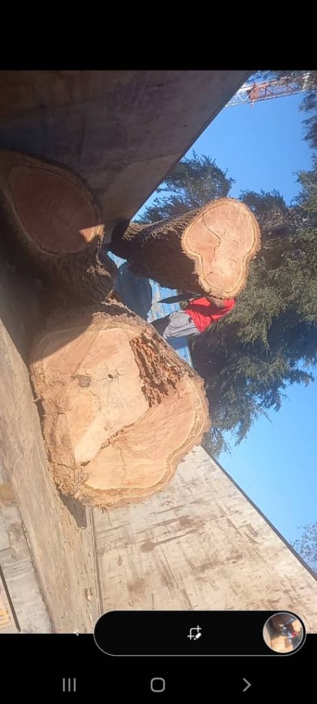 بزرگترین خریدار چوب درخت قطع و هرس درختان در دزفول