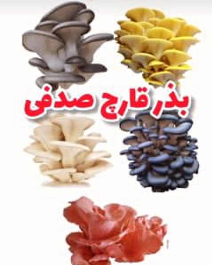 برترین شرکت تولید و مشاوره فروش و پرورش قارچ در ارومیه اندیشه درخشان