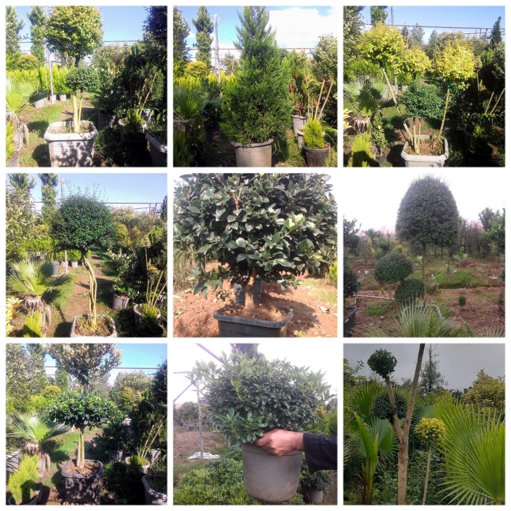 تولیدی گل و گیاهان زینتی فضای باز در رشت