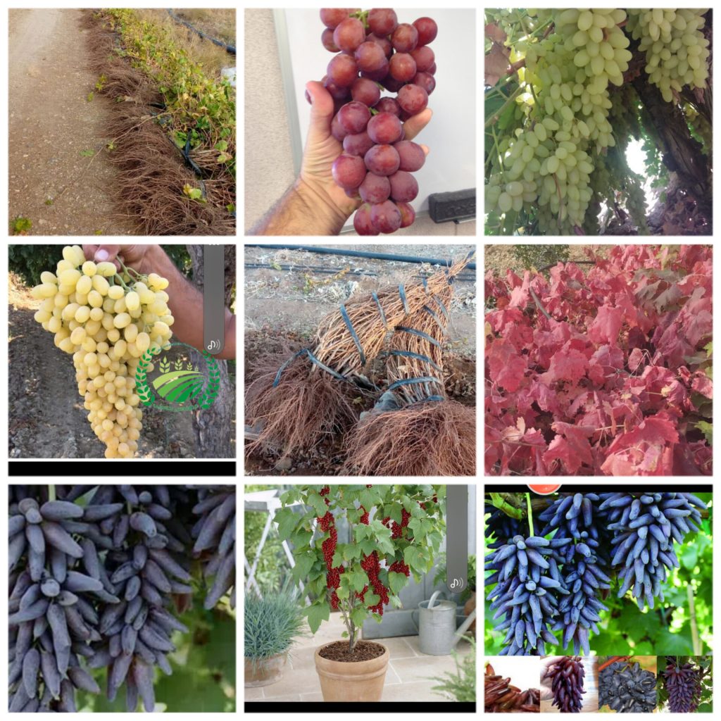 فروش نهال انگور ایرانی و خارجی از قبیل موندراب – شامپاین – جویین – بیدانه – سفید – عسگری در سراسر کشور