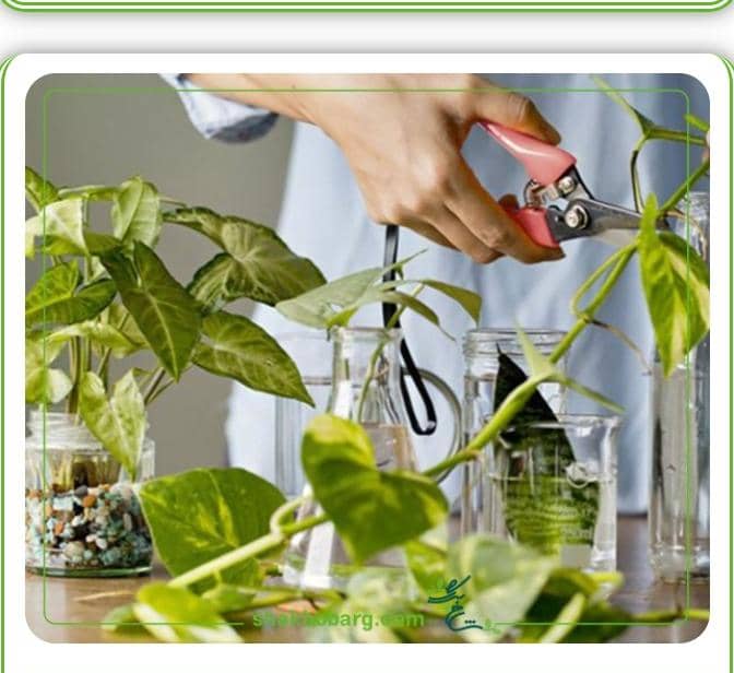 بهترین مرکز خرید گیاه آپارتمانی در کرمان