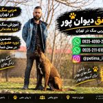 آموزش و تربیت سگ با شفق دیوان‌پور | سگ حرف‌شنو، صاحب آسوده