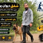 آموزش تخصصی سگ در غرب تهران | بهترین مربی سگ تهران